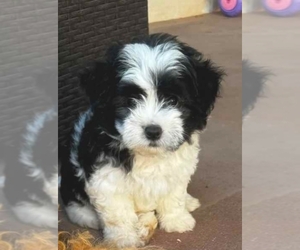 Mal-Shi Puppy for sale in VIRGINIA BEACH, VA, USA