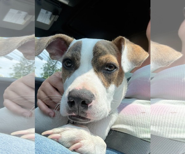 Medium Photo #3 Boxer-Unknown Mix Puppy For Sale in Woodbury, NY, USA