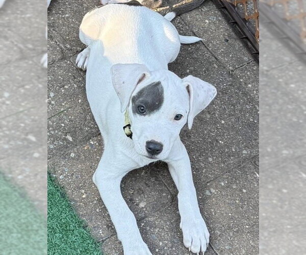Medium Photo #7 Mutt Puppy For Sale in Wenonah, NJ, USA