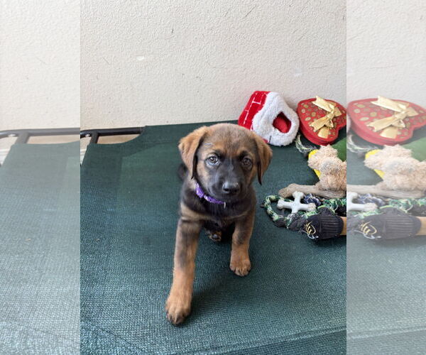 Medium Photo #2 Mutt Puppy For Sale in San Diego, CA, USA