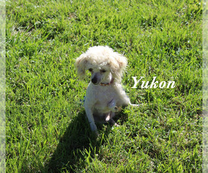 Poodle (Toy) Puppy for sale in CHANUTE, KS, USA