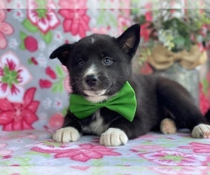Border Collie-Pomsky Mix Puppy for sale in LANCASTER, PA, USA