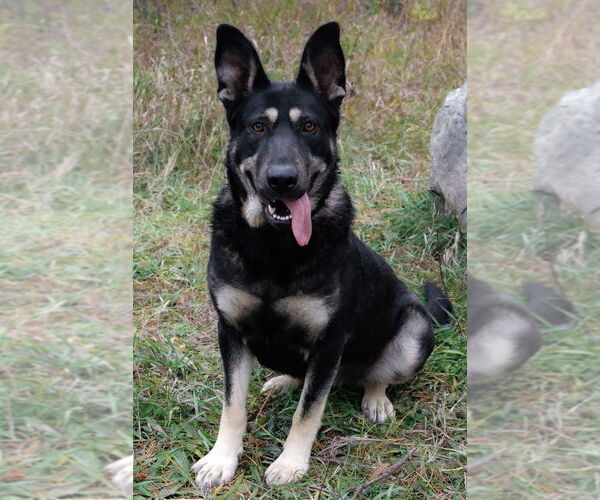 Medium Photo #21 German Shepherd Dog-Unknown Mix Puppy For Sale in Bemidji, MN, USA