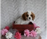 Small Photo #3 Cavalier King Charles Spaniel Puppy For Sale in MILLERSBURG, OH, USA