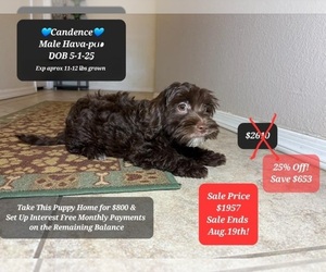Poovanese Puppy for sale in TUCSON, AZ, USA