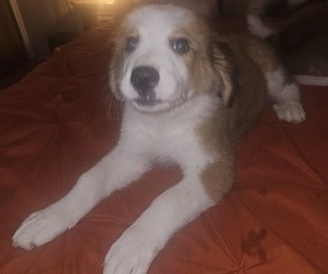 Great Bernese Puppy for sale in WAVERLY, OH, USA