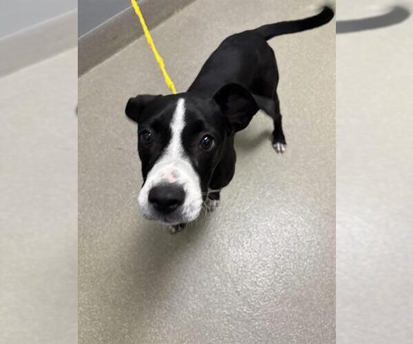 Medium Photo #1 American Pit Bull Terrier-Unknown Mix Puppy For Sale in Las Vegas, NV, USA