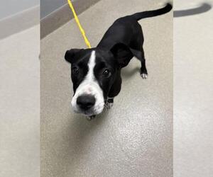 American Pit Bull Terrier-Unknown Mix Dogs for adoption in Las Vegas, NV, USA