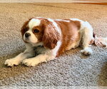 Small #1 Cavalier King Charles Spaniel