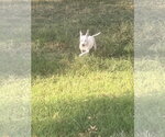 Small Photo #4 Chihuahua-Unknown Mix Puppy For Sale in Munford, TN, USA