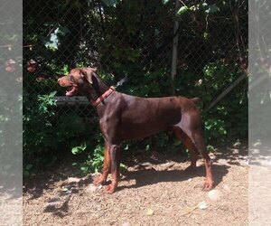 Father of the Doberman Pinscher puppies born on 04/30/2025