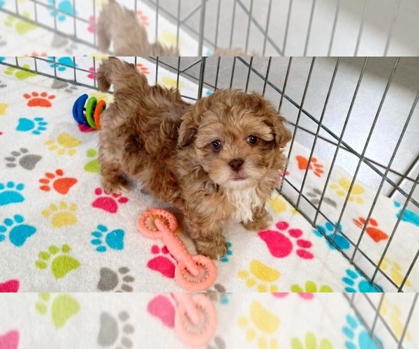 Medium Photo #5 ShihPoo Puppy For Sale in ORO VALLEY, AZ, USA