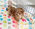 Small #4 ShihPoo