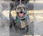 Small Photo #1 French Bulldog Puppy For Sale in NOGALES, AZ, USA