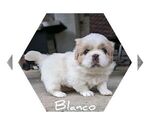 Puppy 1 Pekingese