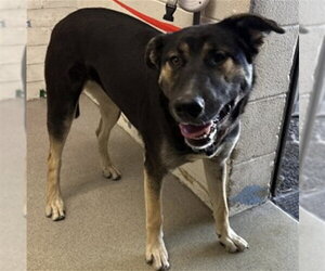 German Shepherd Dog-Unknown Mix Dogs for adoption in San Bernardino, CA, USA