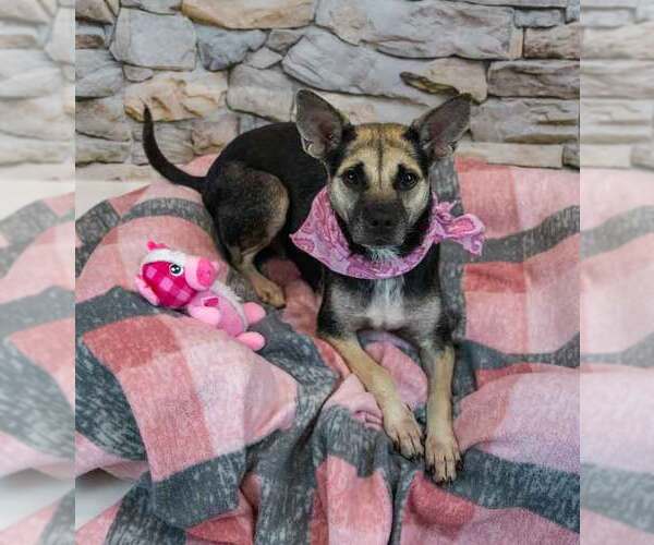 Medium Photo #3 Mutt Puppy For Sale in Kennesaw, GA, USA
