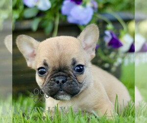 French Bulldog Puppy for sale in RONKS, PA, USA