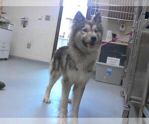 Medium Huskies  Mix