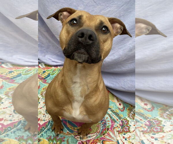 Medium Photo #2 American Staffordshire Terrier-Boxer Mix Puppy For Sale in Lexington, SC, USA