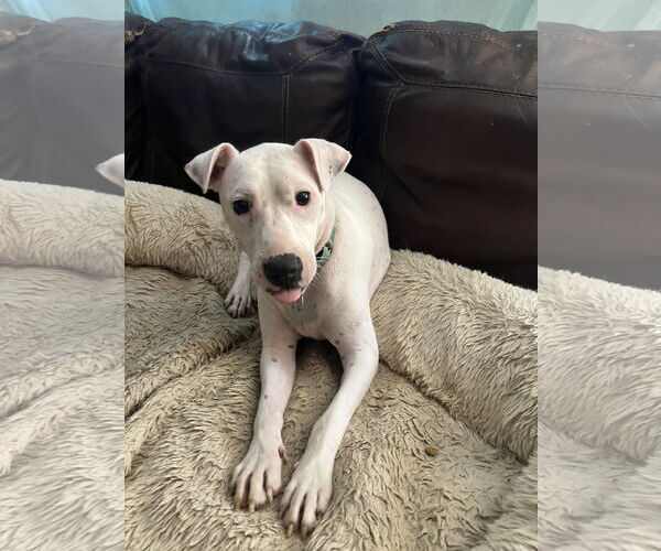 Medium Photo #11 Mutt Puppy For Sale in Holly Springs, NC, USA