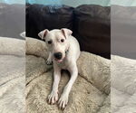 Small #10 Mutt
