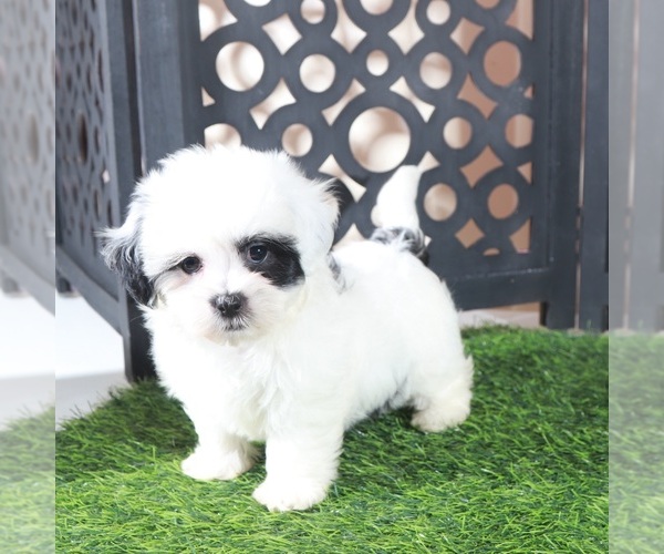 Medium Photo #3 Zuchon Puppy For Sale in MOUNT VERNON, OH, USA