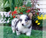 Small Photo #20 Pembroke Welsh Corgi Puppy For Sale in PARADISE, PA, USA