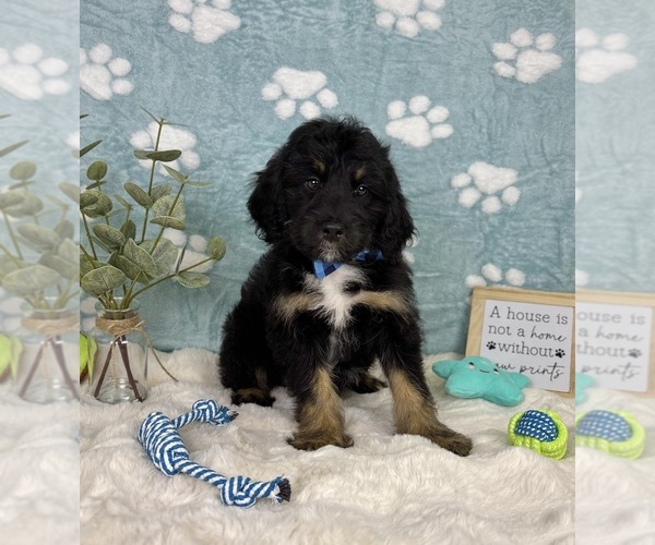 Medium Photo #5 Bernedoodle (Miniature) Puppy For Sale in NOBLESVILLE, IN, USA
