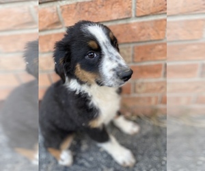 Australian Shepherd Puppy for sale in BEECH GROVE, IN, USA