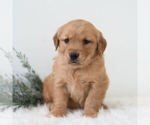 Golden Retriever Puppy for sale in NEWPORT, PA, USA