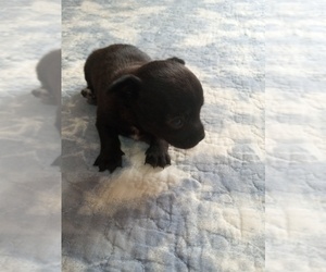 Chihuahua Puppy for sale in SHALLOTTE, NC, USA