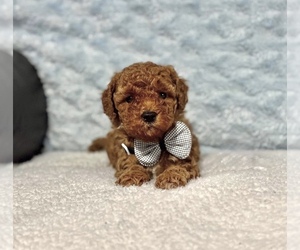 Cavapoo Puppy for sale in CAMPBELLSVILLE, KY, USA