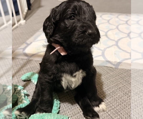 Medium Photo #4 Newfypoo Puppy For Sale in ANGOLA, IN, USA