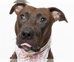 American Staffordshire Terrier-Unknown Mix Dogs for adoption in Tallahassee, FL, USA