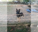 Small Photo #1 German Shepherd Dog Puppy For Sale in SHONGALOO, LA, USA