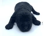 Small Photo #1 Schnauzer (Miniature) Puppy For Sale in WINTERVILLE, GA, USA