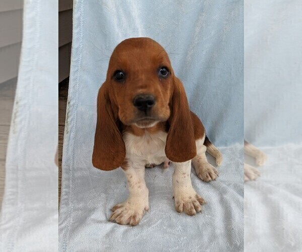 Medium Photo #2 Basset Hound Puppy For Sale in DUNNVILLE, KY, USA
