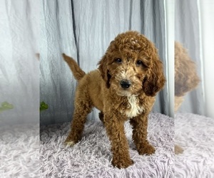 Goldendoodle (Miniature) Puppy for sale in GREENWOOD, IN, USA