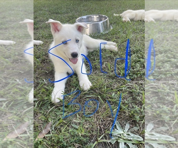 Medium Photo #38 Siberian Husky Puppy For Sale in HILLISTER, TX, USA
