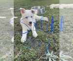 Small Photo #38 Siberian Husky Puppy For Sale in HILLISTER, TX, USA
