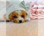 Small Poodle (Toy)