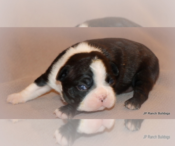 Medium Photo #15 Boston Terrier Puppy For Sale in WINNSBORO, TX, USA