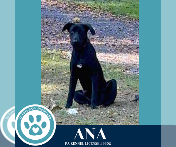 Medium Photo #3 Labrador Retriever-Unknown Mix Puppy For Sale in Kimberton, PA, USA