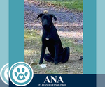 Small #2 Labrador Retriever Mix