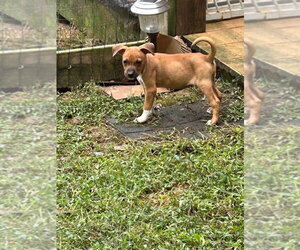 Leela - Female Mutt Dog for Adoption - Photo #2