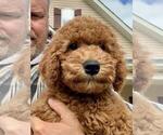Small Photo #9 Goldendoodle (Miniature) Puppy For Sale in STELLA, NC, USA
