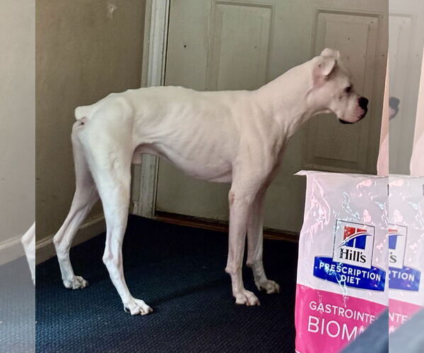 Medium Photo #5 Boxer Puppy For Sale in  Katy, TX, USA