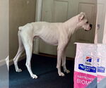 Small #4 Boxer