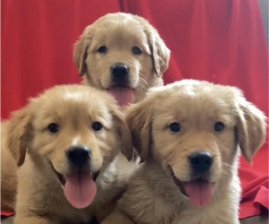 Golden Retriever Puppy for sale in SANTA ANA, CA, USA